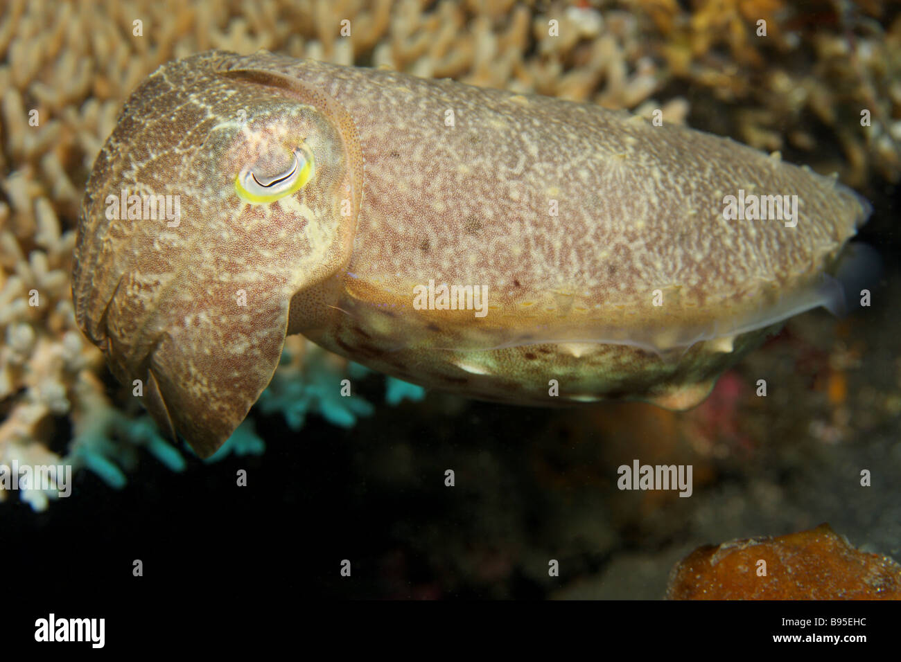 cuttlefish changing colors on sandy bottom of coral reef Stock Photo