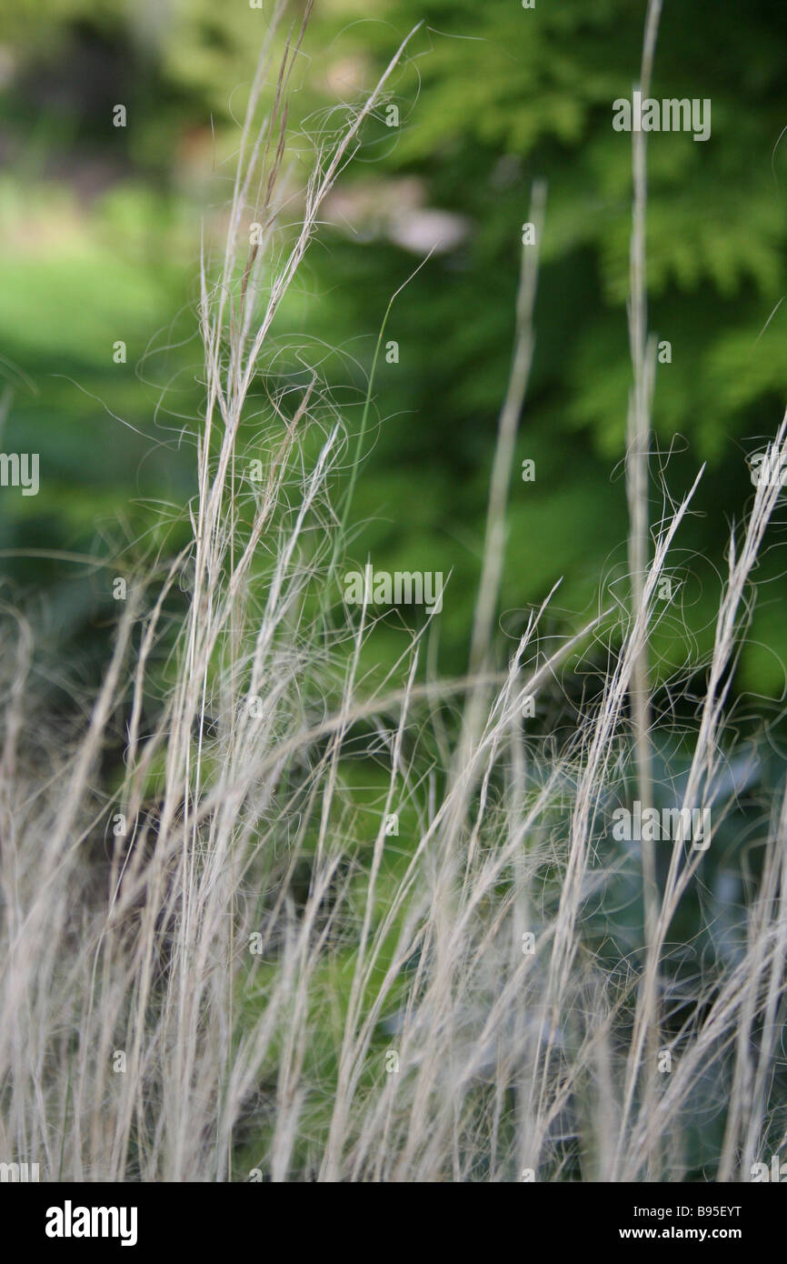 Garden grasses with flowers hi-res stock photography and images - Alamy