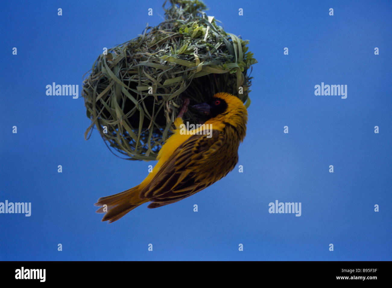 Weaver Bird Nest Hanging From Stock Photos & Weaver Bird Nest Hanging