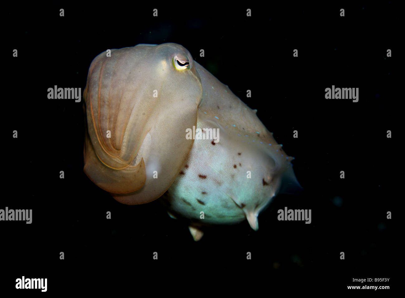 cuttlefish changing colors on sandy bottom of coral reef Stock Photo