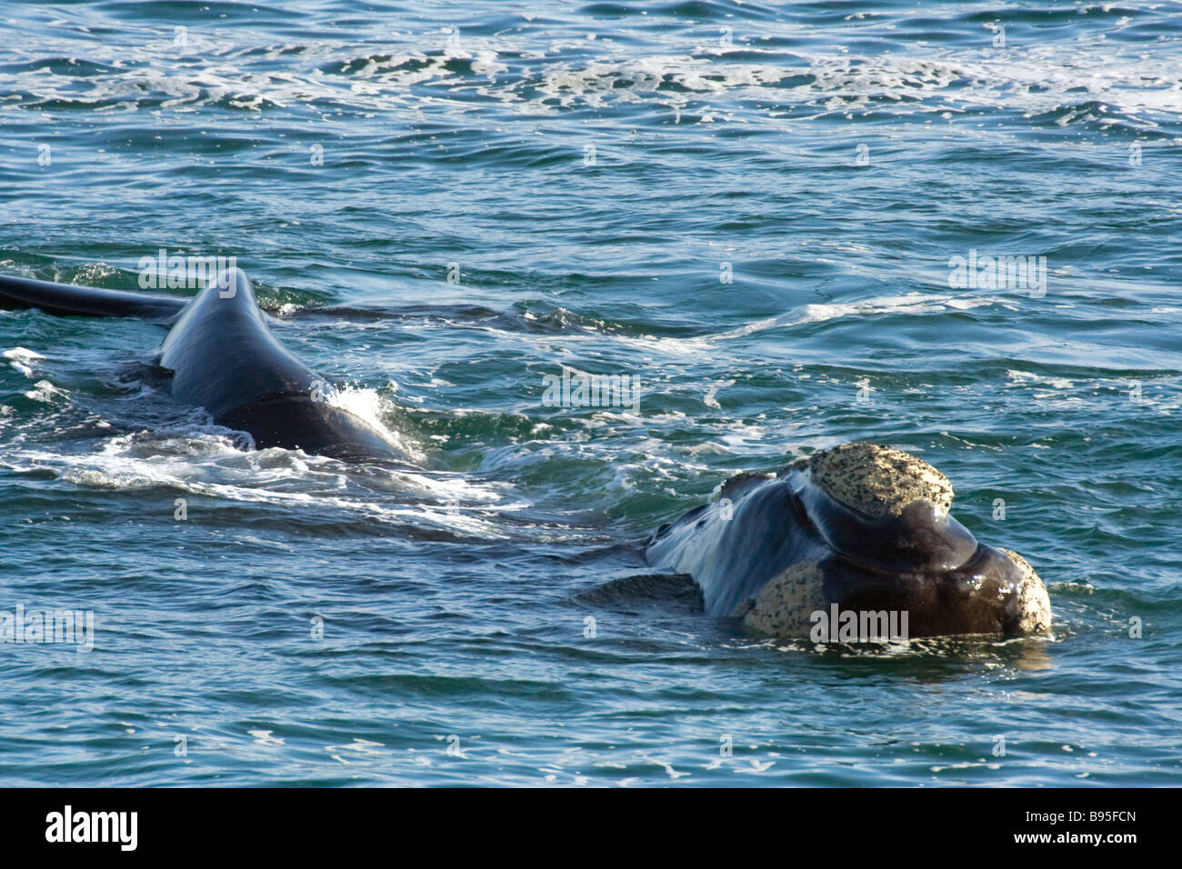 Head and Tail of a Southern Right Whale Stock Photo - Alamy