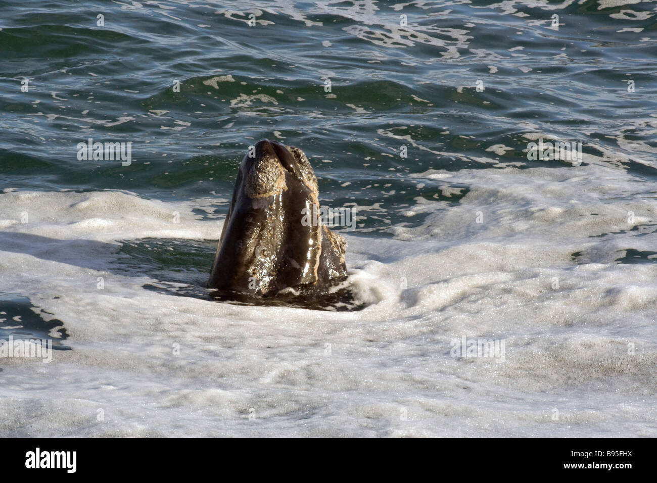 Right whale underwater hi-res stock photography and images - Alamy