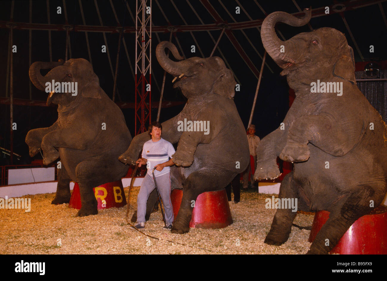 Circus animals hi-res stock photography and images - Alamy