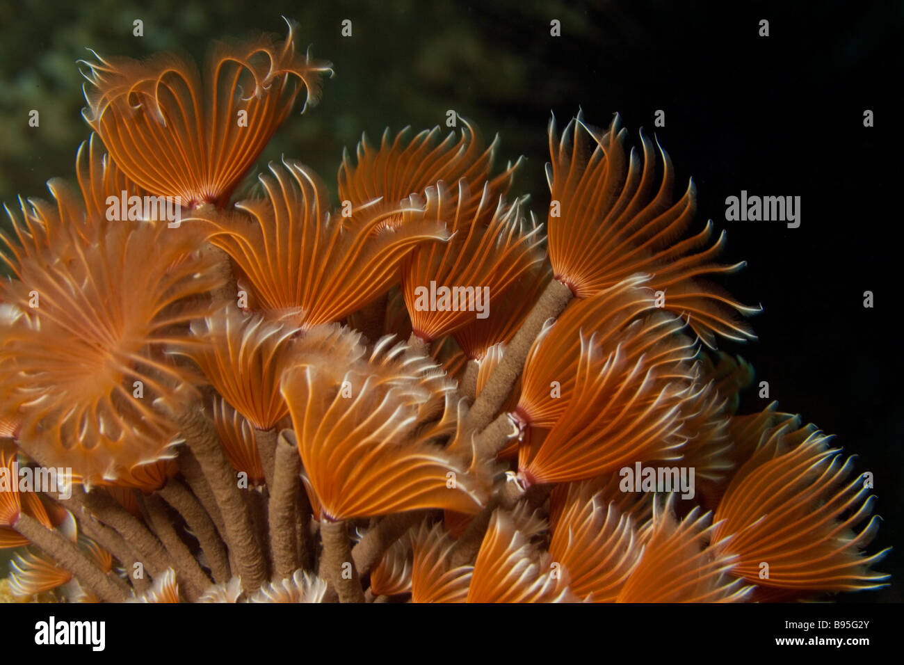 Social feather duster Bispira brunnea extended into the surrent feeding