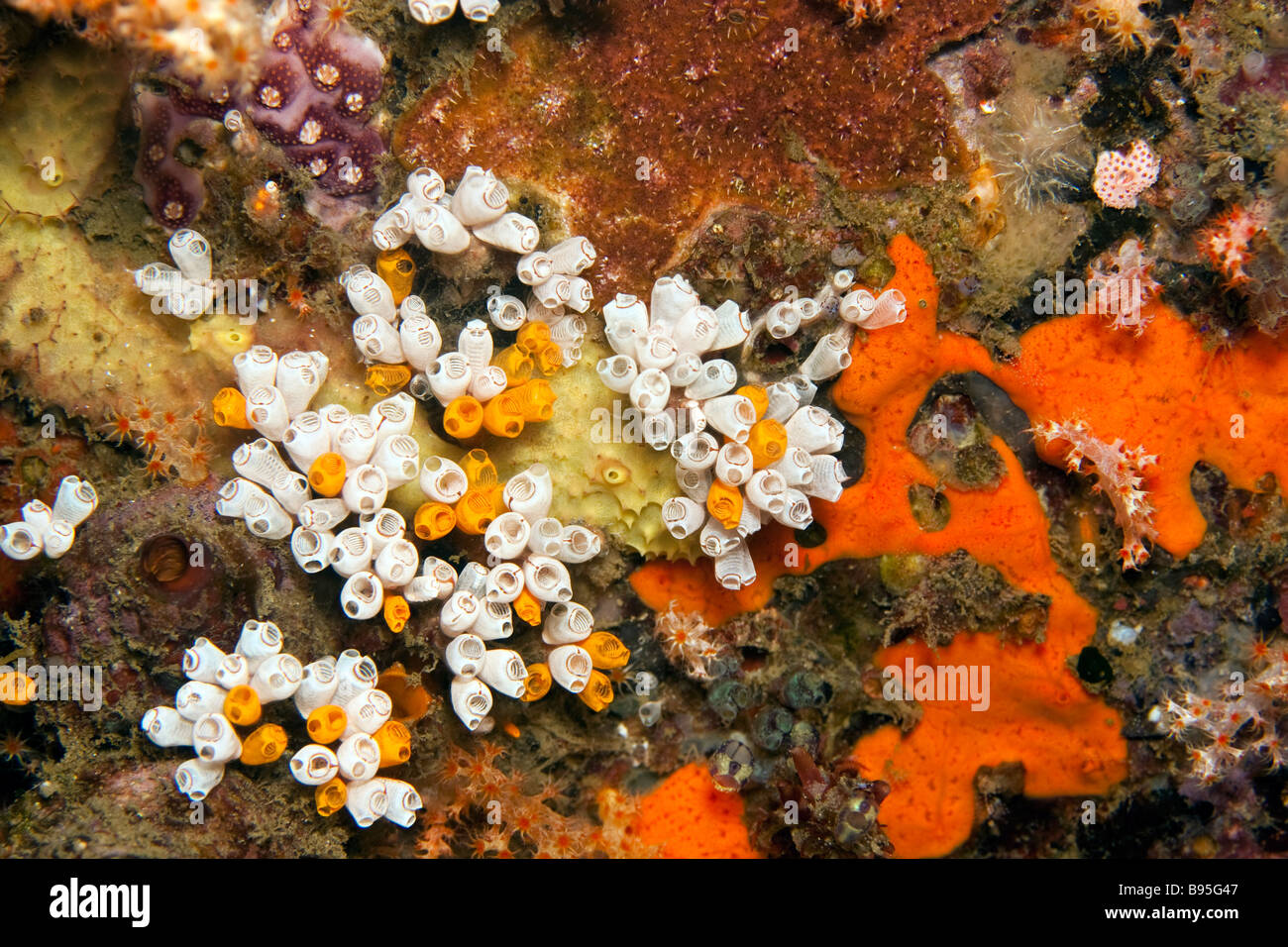 Soft Corals Dendronepthya Feeding In Currents On Coral Reef Stock Photo ...