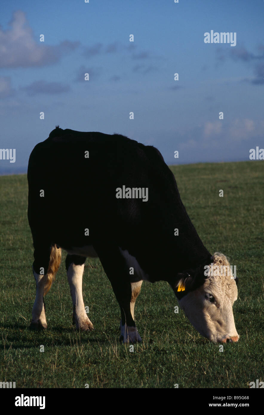 England East Sussex South Downs Agriculture Farming Cattle Single black