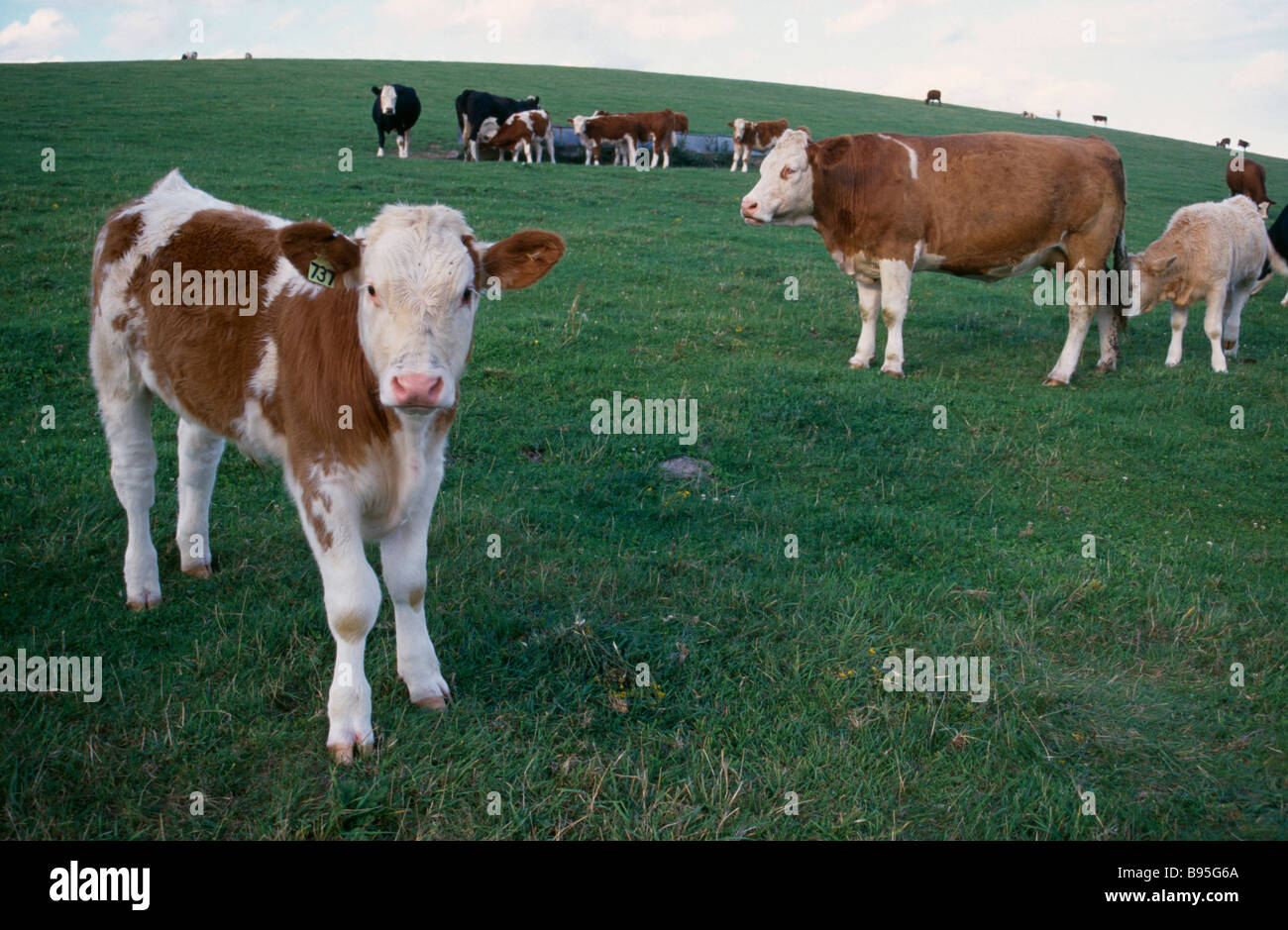 England East Sussex South Downs Agriculture Farming Cattle Brown and