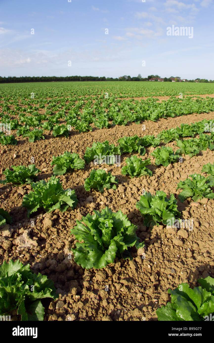 ENGLAND West Sussex Chichester Pattern of rows of ripe green lettuces growing in a field viewed from ground level. Stock Photo