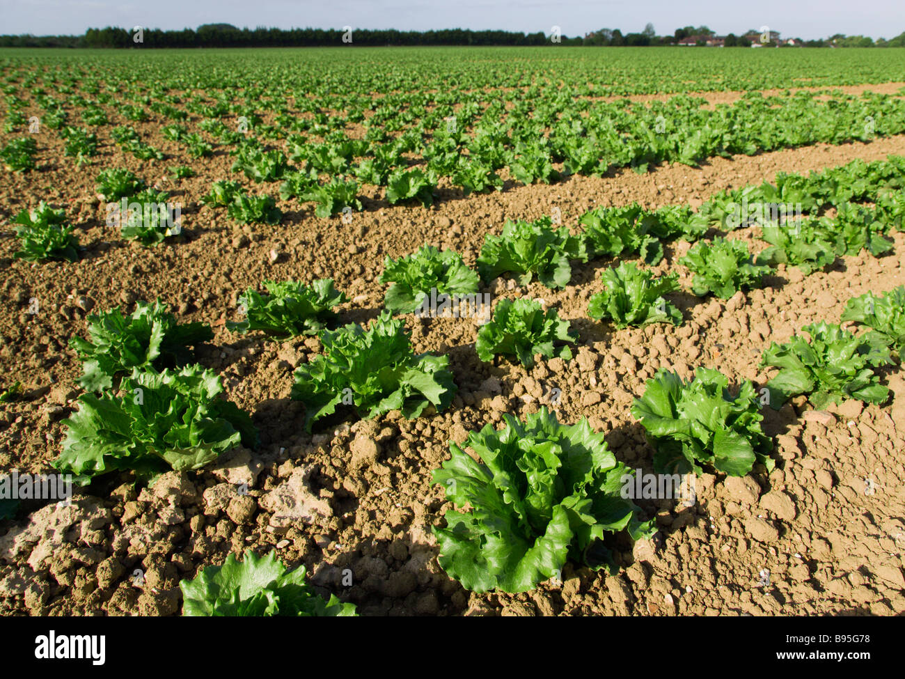 ENGLAND West Sussex Chichester Rows of ripe green lettuces growing in a field viewed from ground level Stock Photo
