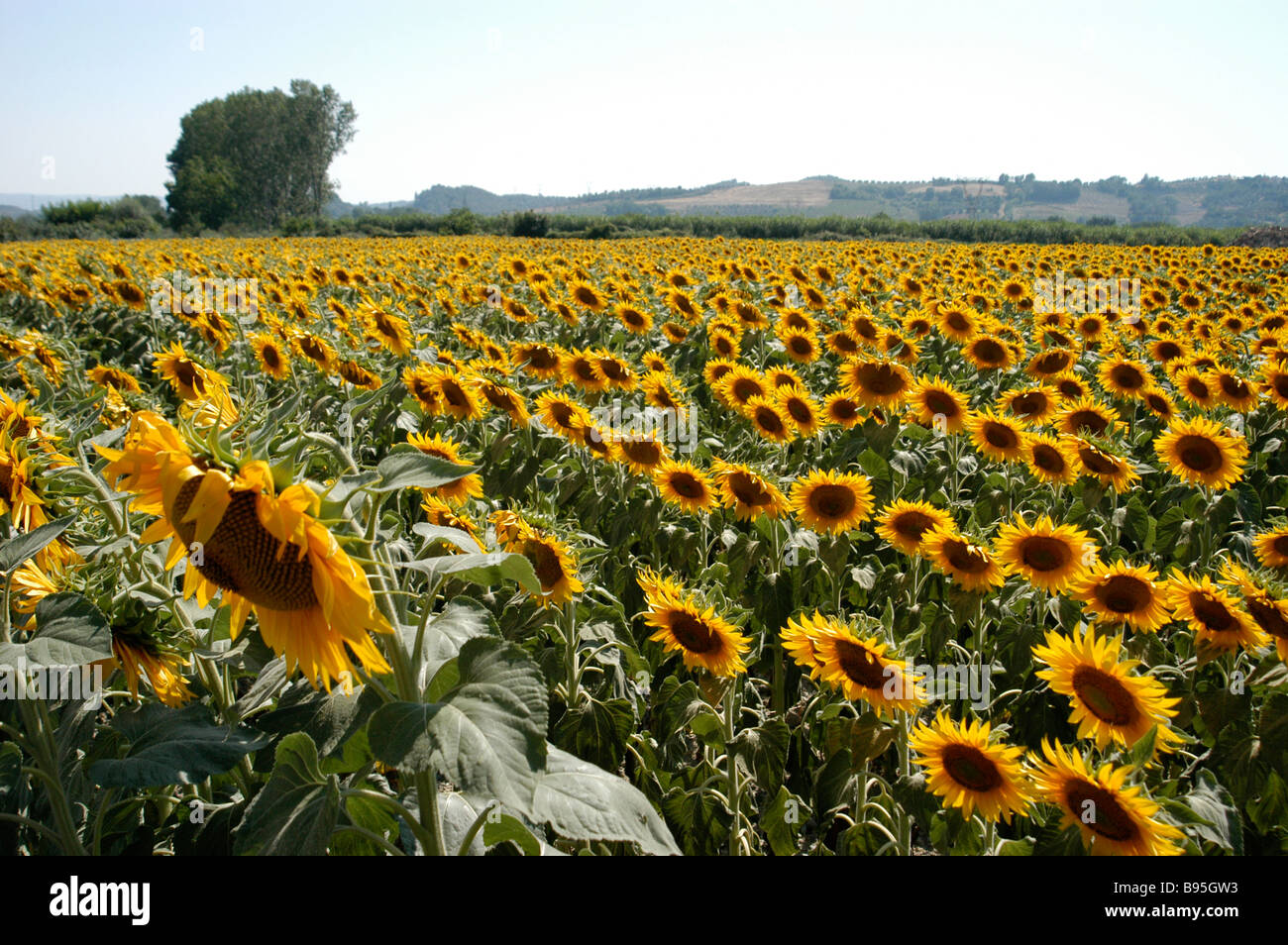 A bed of sunflowers outside San Gimignano, Tuscany in Italy Stock Photo