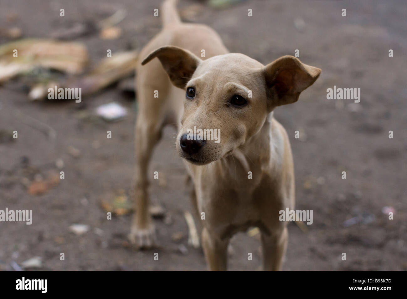 Indian stray dog, Mysore Stock Photo Alamy