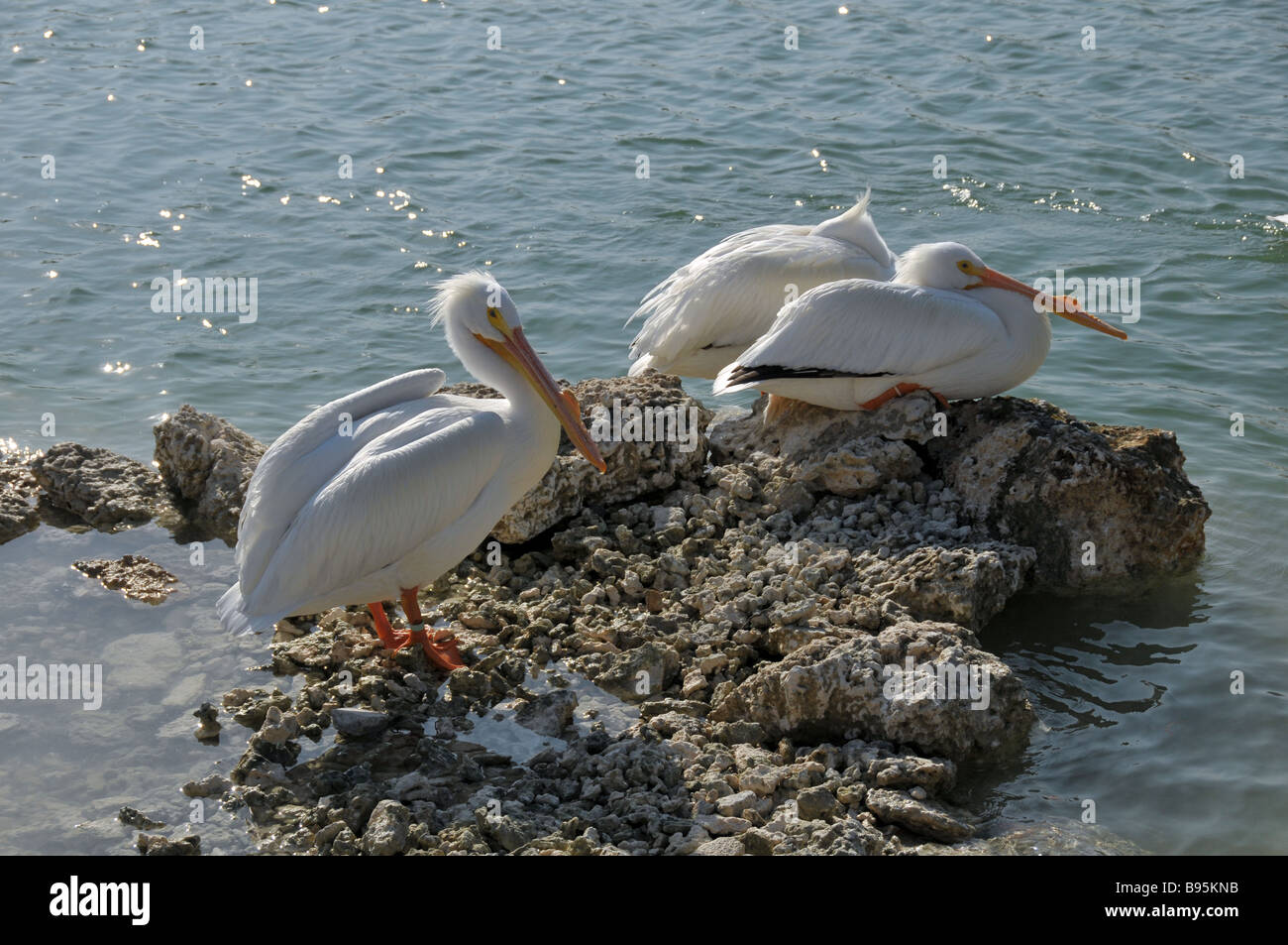 American White Pelicans resting on rocks. Stock Photo