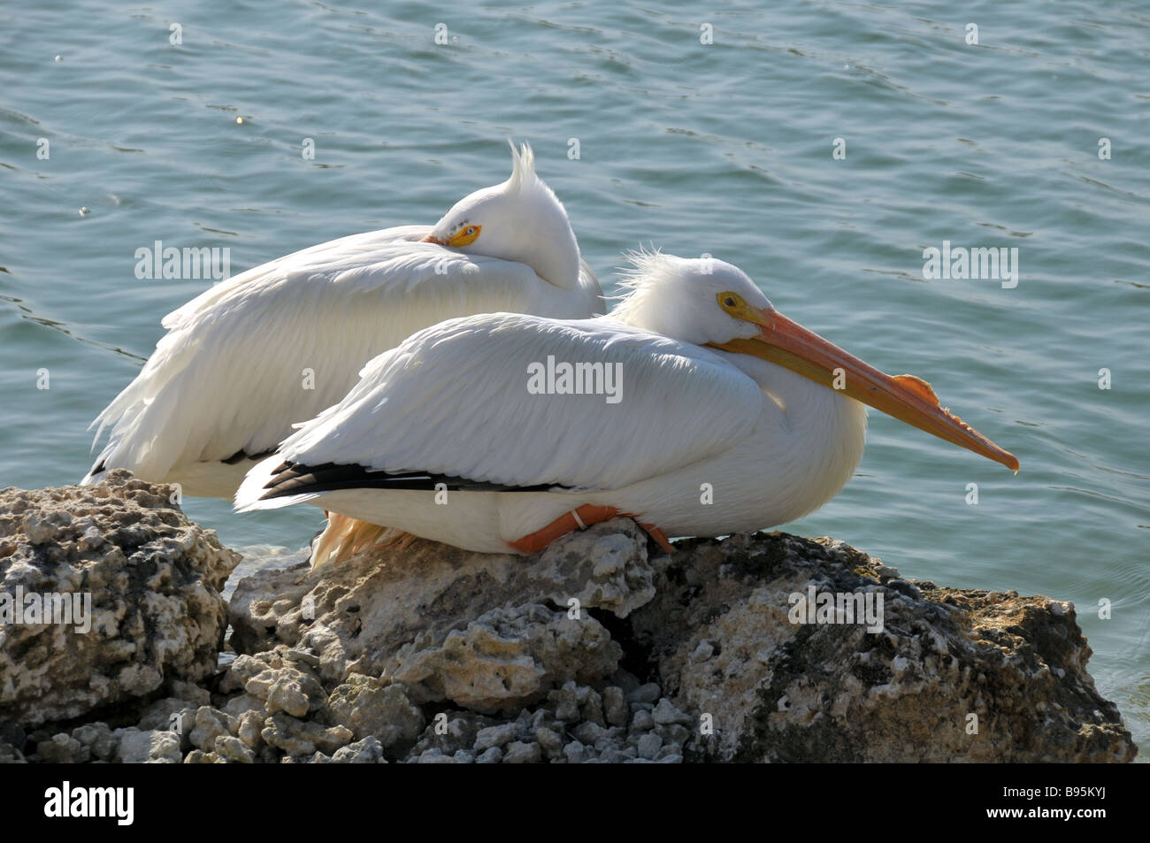 American white pelicans hi-res stock photography and images - Alamy