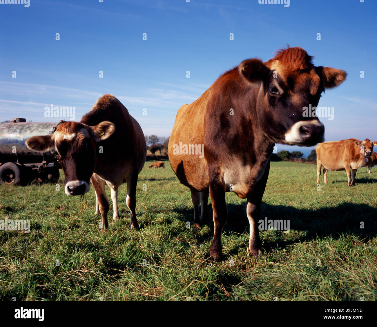 Cattle channel islands jersey hi-res stock photography and images - Alamy