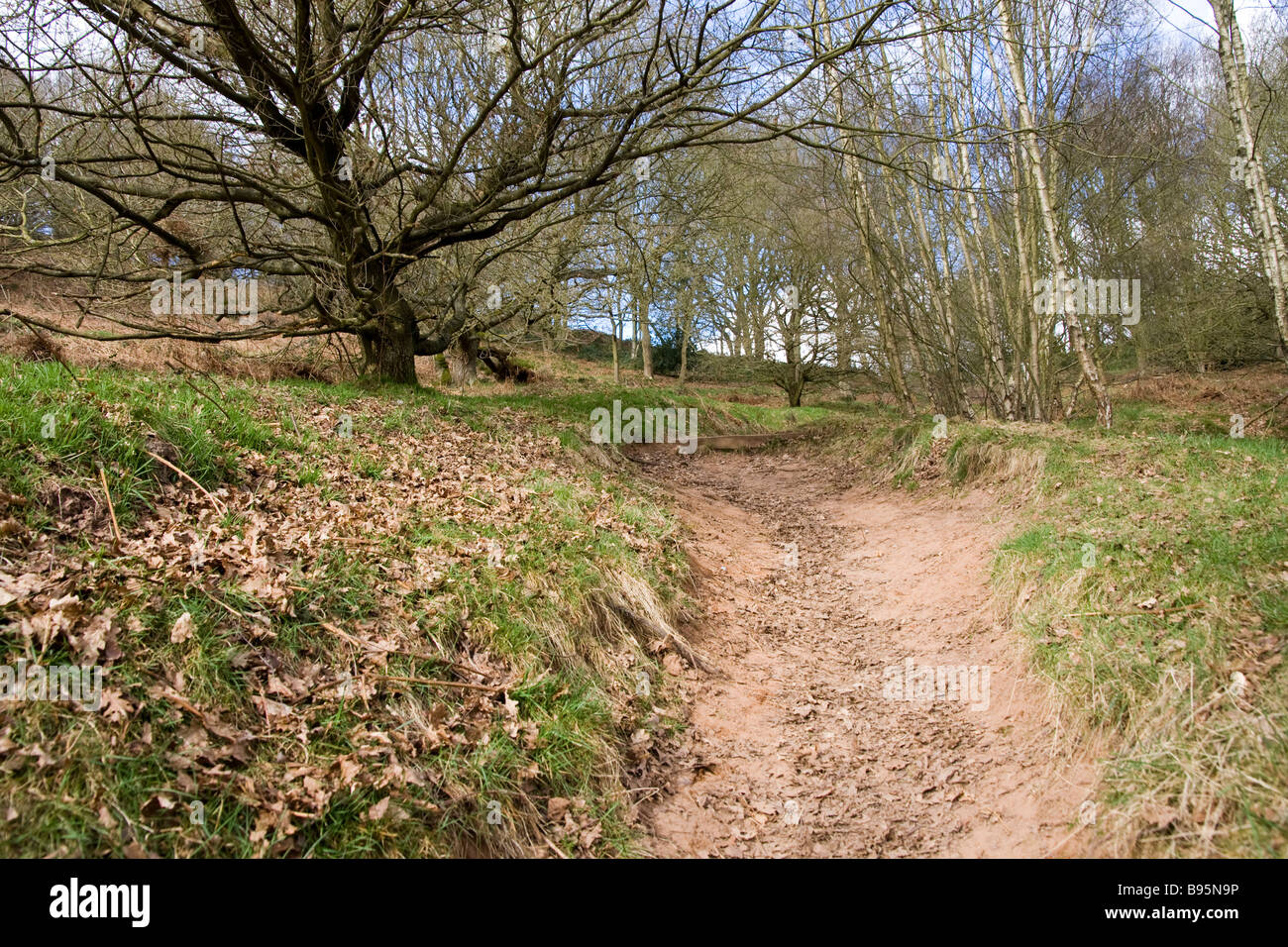 A sandy path between the trees up Kinver Edge in the West Midlands in England, UK Stock Photo
