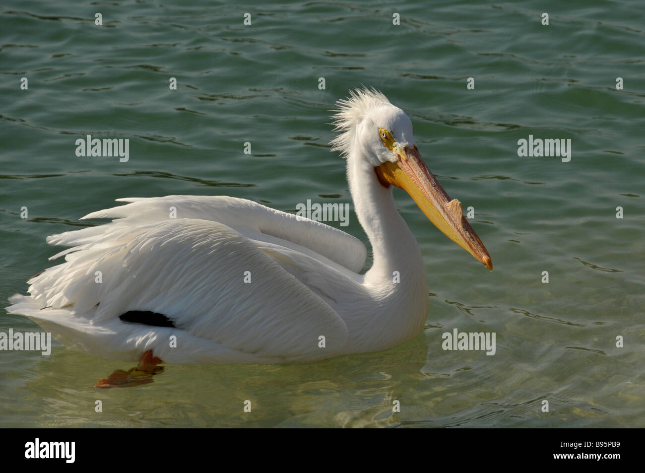 American White Pelican swimming Stock Photo - Alamy