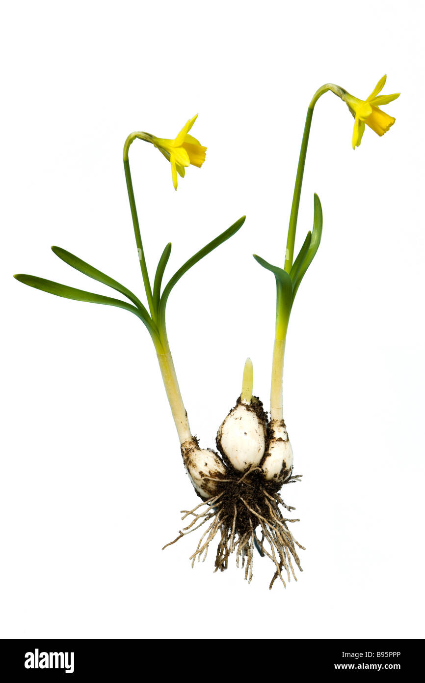 Daffodil. Variety - Tete-a-tete Stock Photo