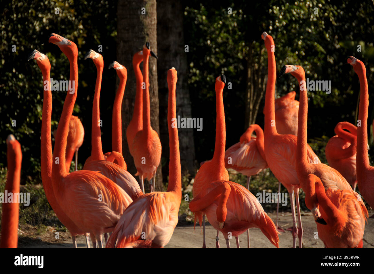 Pink flamingos. Stock Photo