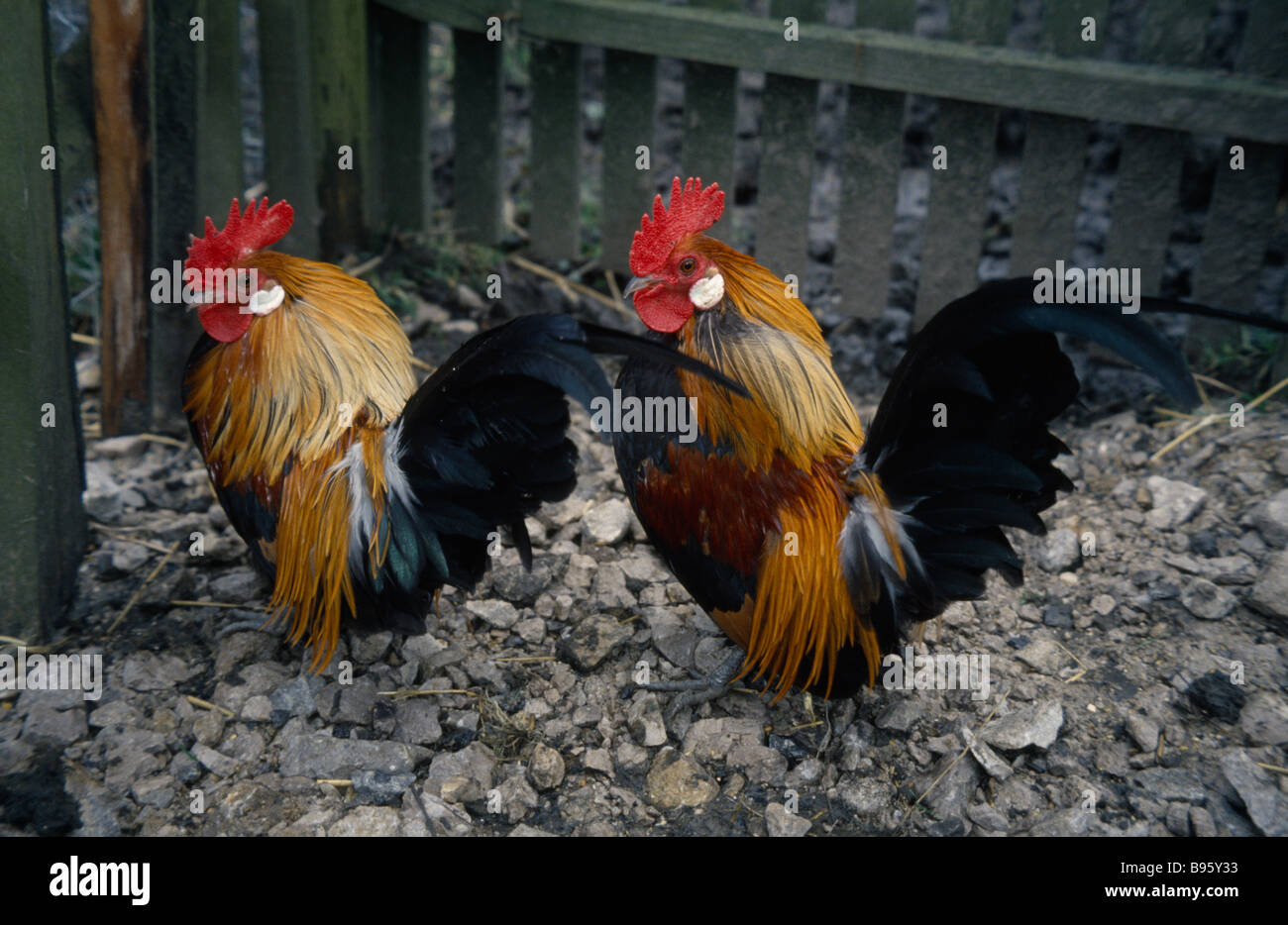 AGRICULTURE Livestock Poultry Two Bantam Cockerels Stock Photo Alamy AGRICULTURE Livestock Poultry Two Bantam Cockerels Stock Photo Alamy
