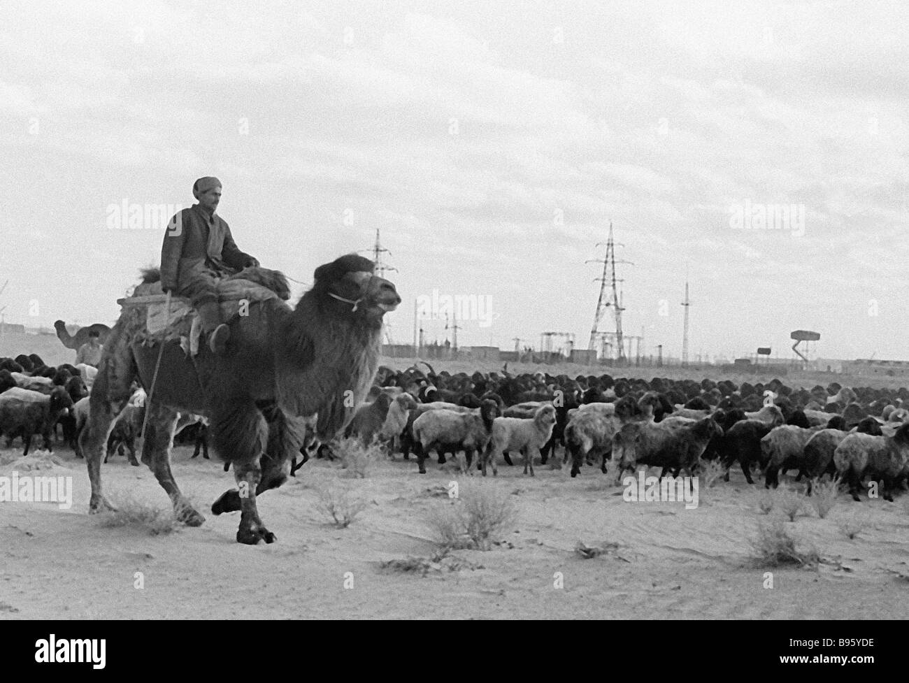 Sheep Shepherd Flock Black And White Stock Photos Images Alamy