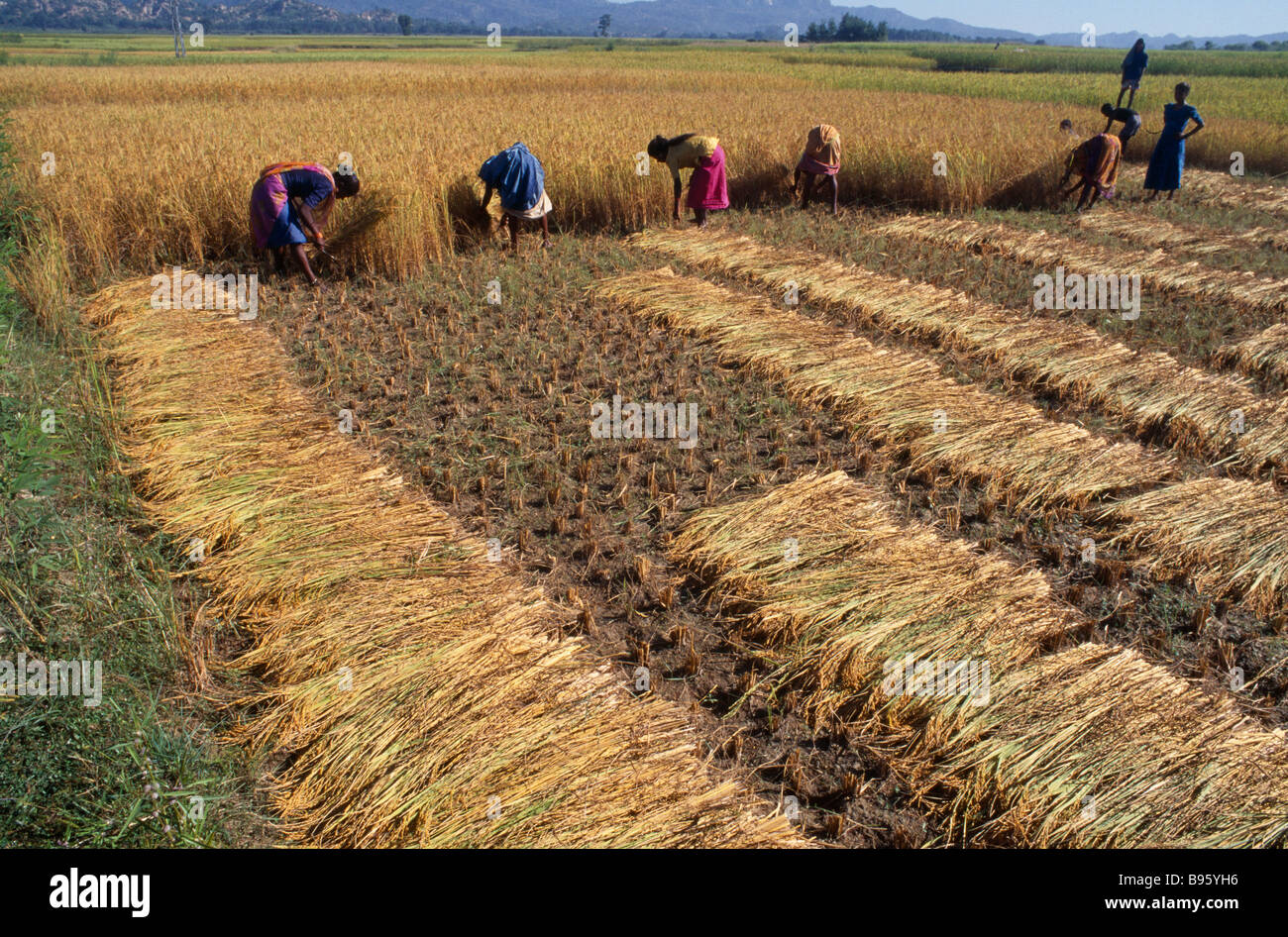 NEPAL Eastern Terai Agriculture Women harvesting rice by hand from