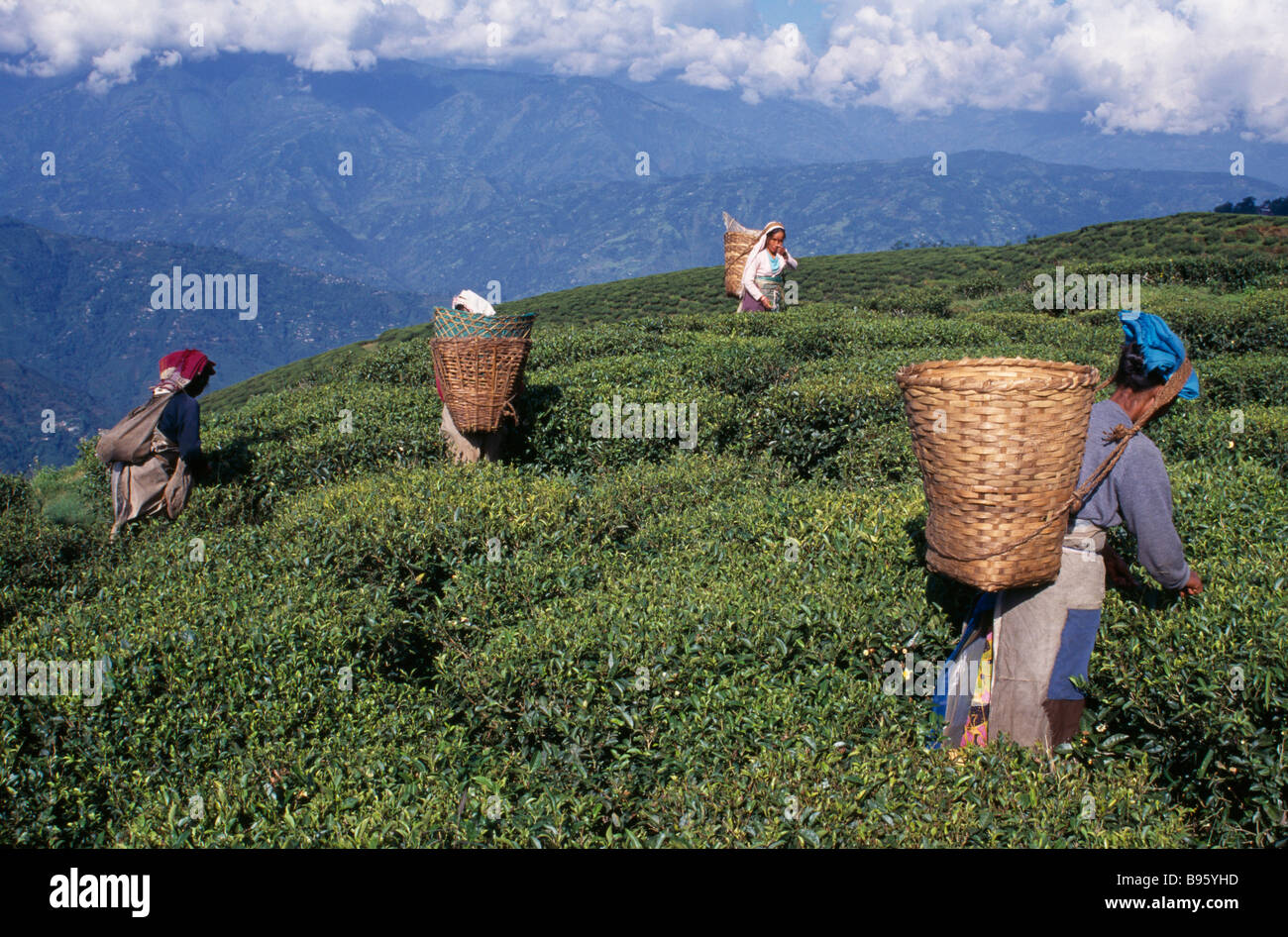 INDIA South Asia West Bengal Darjeeling Tea Plantation Female tea