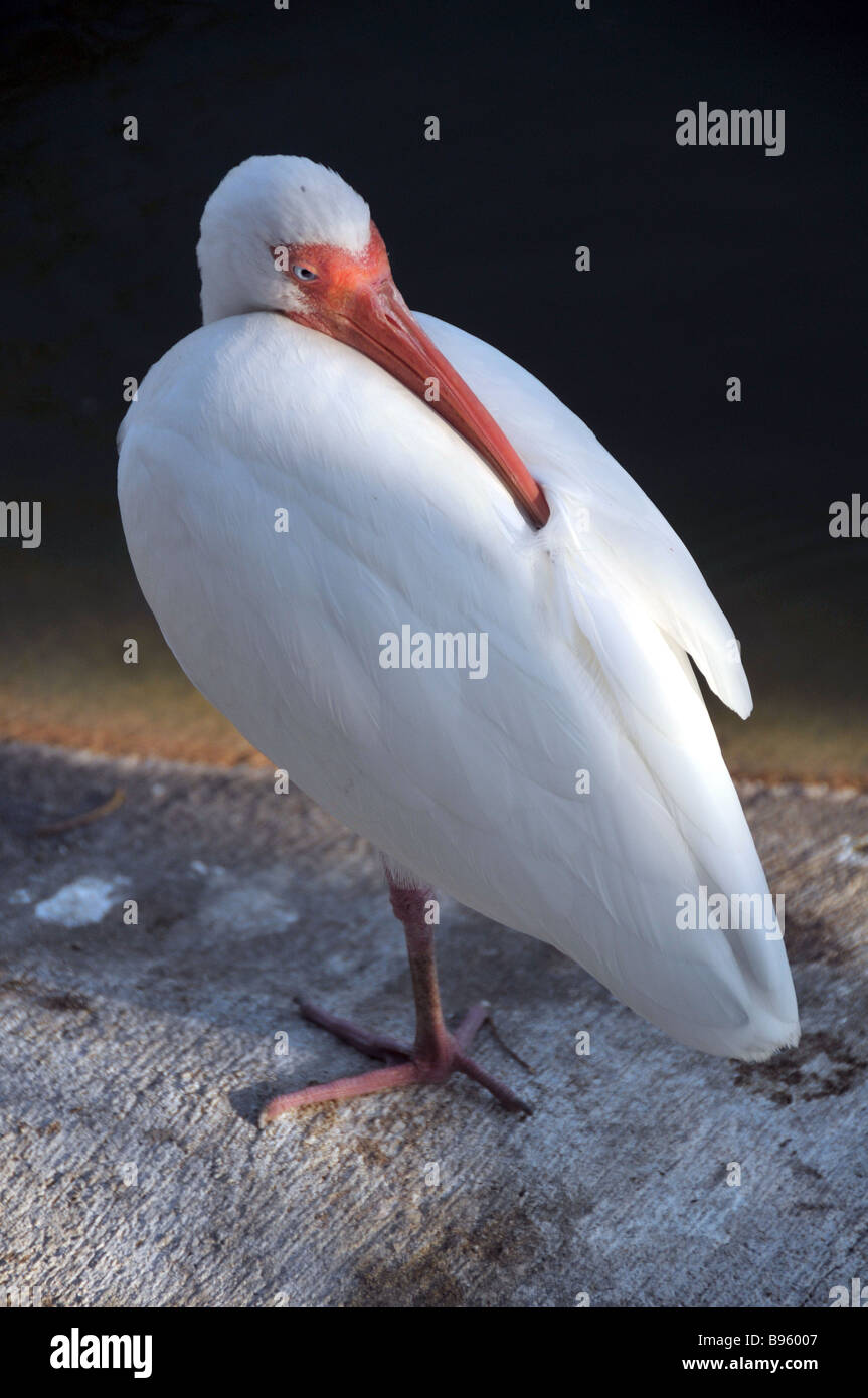 American White Ibis at rest. Stock Photo