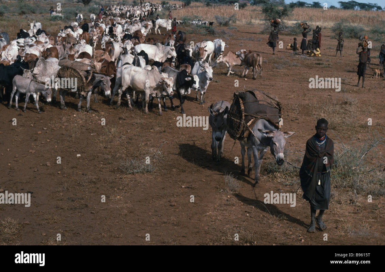 UGANDA East Africa Karamoja Agriculture Karamojong migrating cattle herd Pastoral tribe of Plains Nilotes group related to Masai Stock Photo