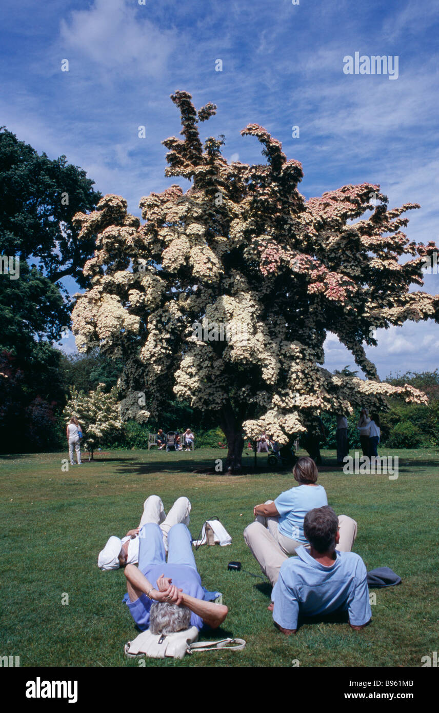 Royal family tree england hires stock photography and images Alamy