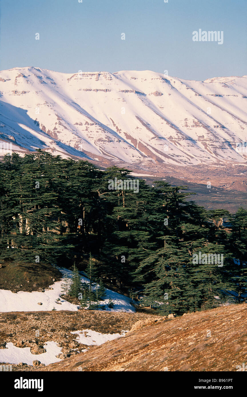 LEBANON Cedars of Lebanon Cedrus lebani. Ancient trees in forest known as Cedars of the Lord with snow covered mountains Stock Photo