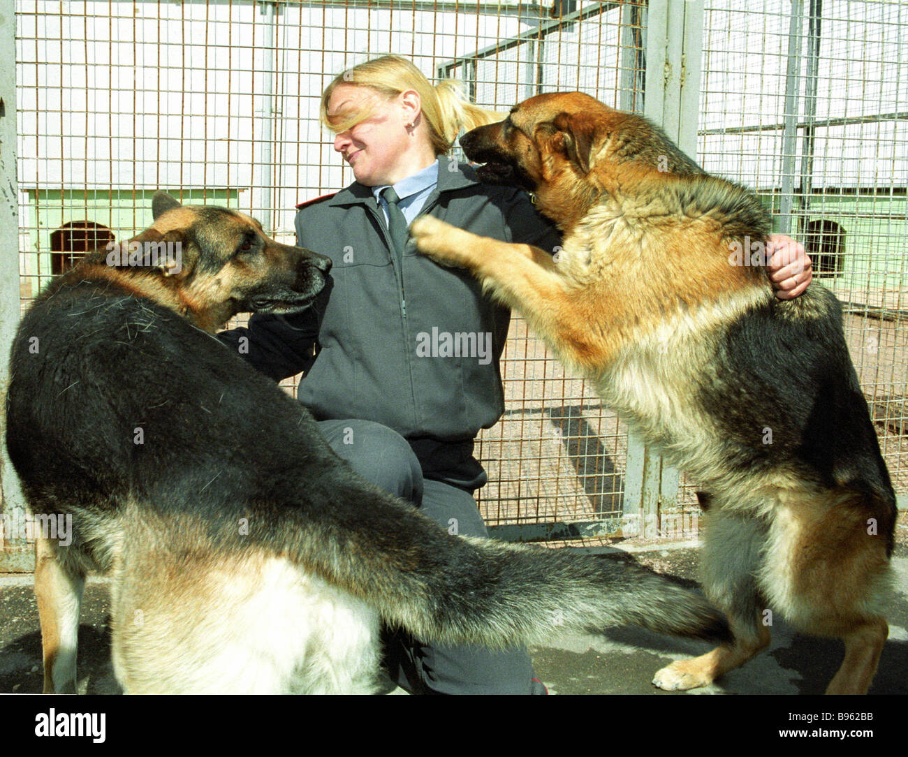 These animals are trained to detect munitions explosives and drugs Dog