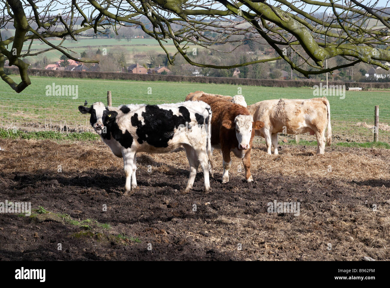 Cow standing in mud hi-res stock photography and images - Alamy