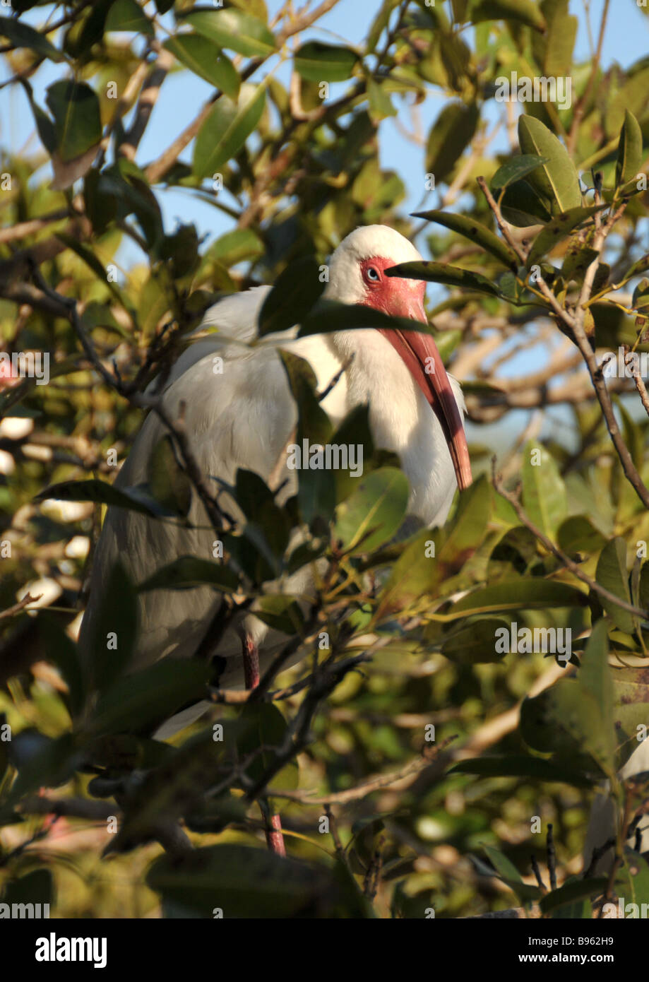 American white ibis roosting in tree. Stock Photo