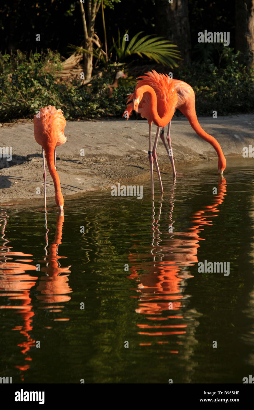 Pink flamingos. Stock Photo