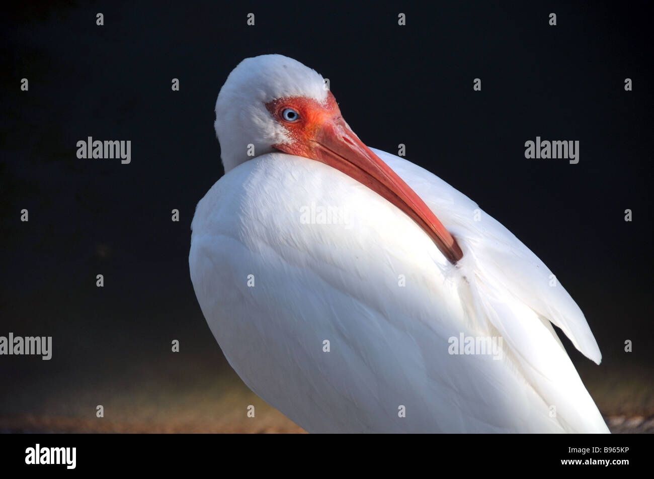 American White Ibis at rest. Stock Photo