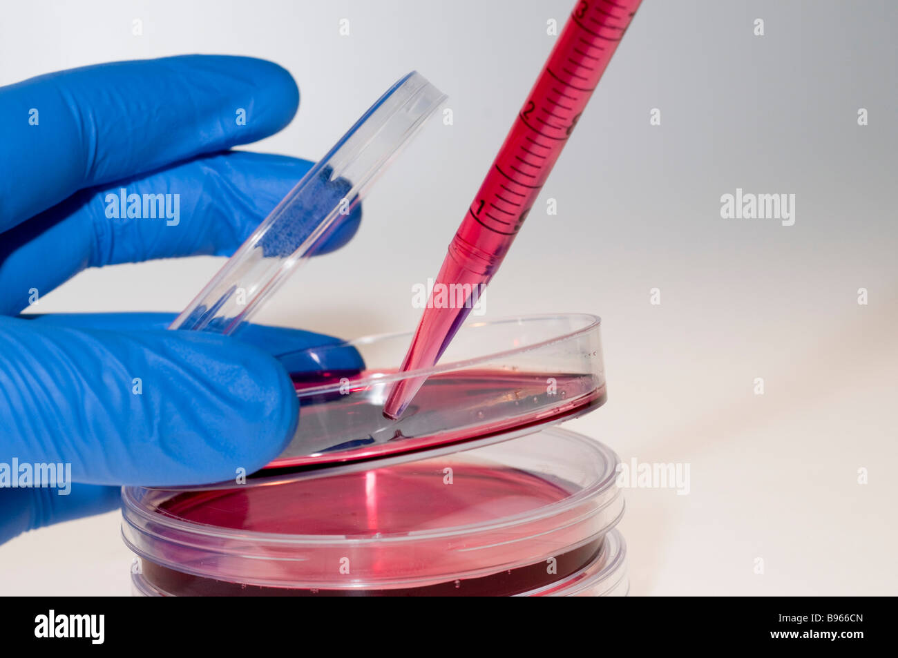 Cell cultures in Petri dishes Stock Photo