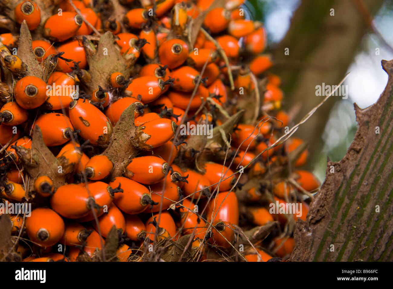 African oil palm seeds (Elaeis guineensis) growing in the Osa Peninsula of Costa Rica. Stock Photo