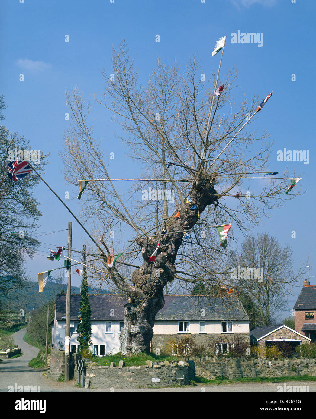 Aston on Clun, Shropshire, UK. The "Arbor Tree", an old black poplar