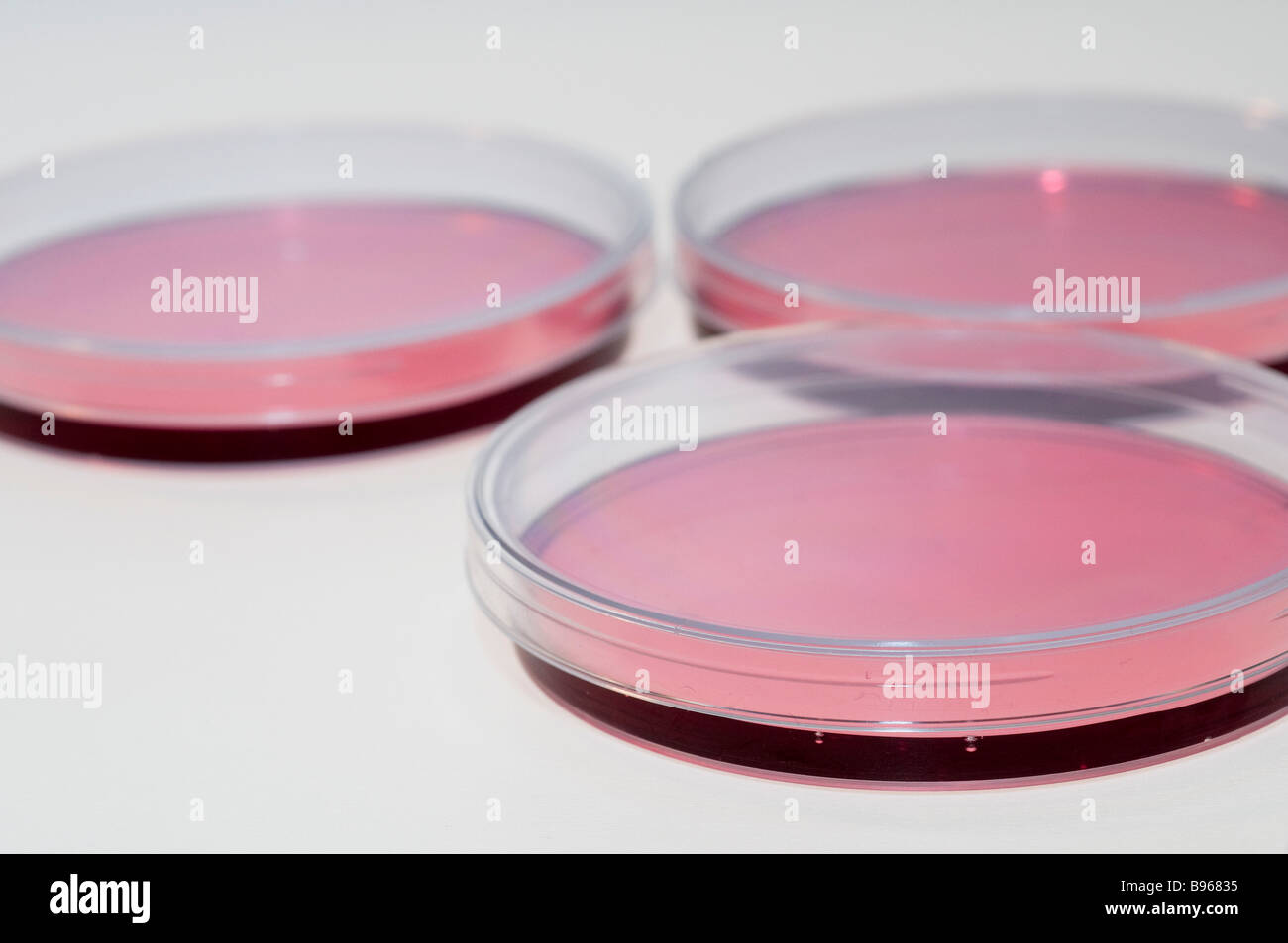 Cell cultures in Petri dishes Stock Photo