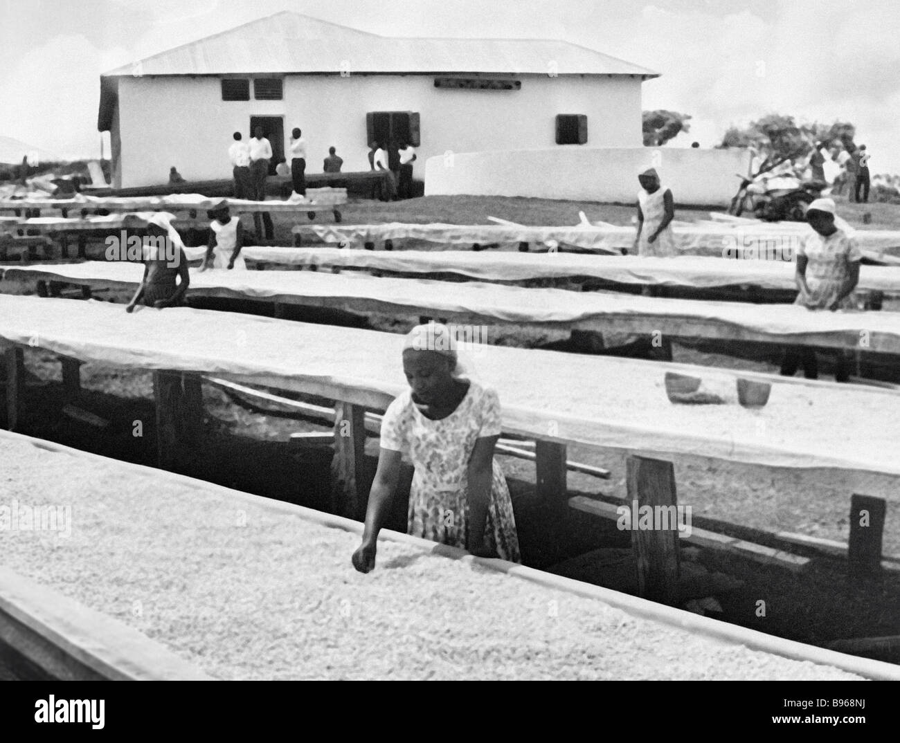 Female workers at a coffee factory sorting and grading coffee beans