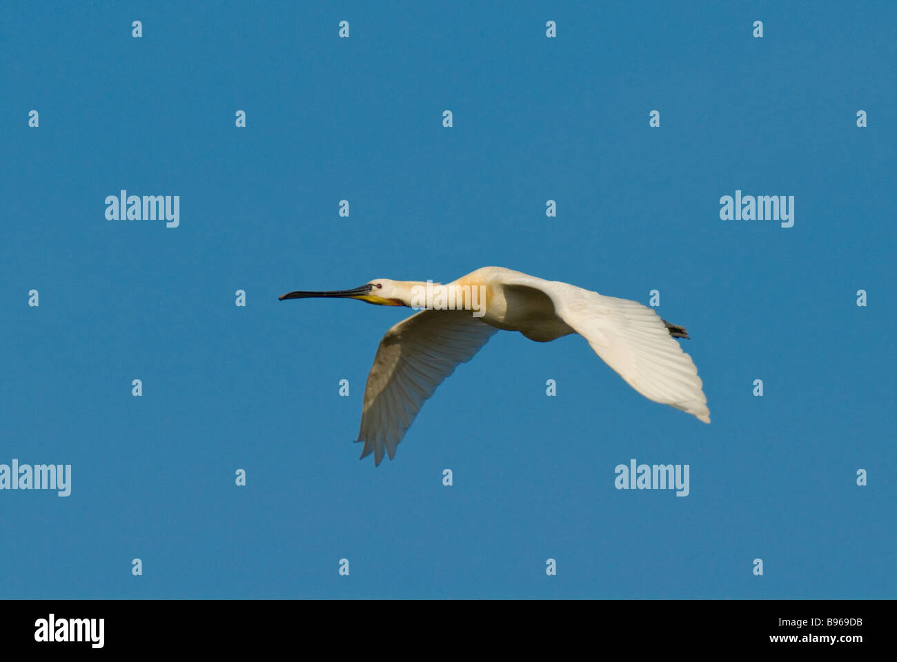 Loeffler im Flug - Platalea leucorodia Spoonbill Stock Photo - Alamy