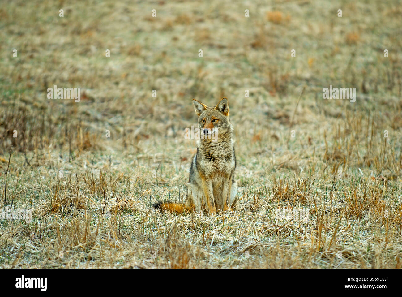 Coyote sitting upright in a field at Cades Cove, Great Smoky Mountains National Park Stock Photo