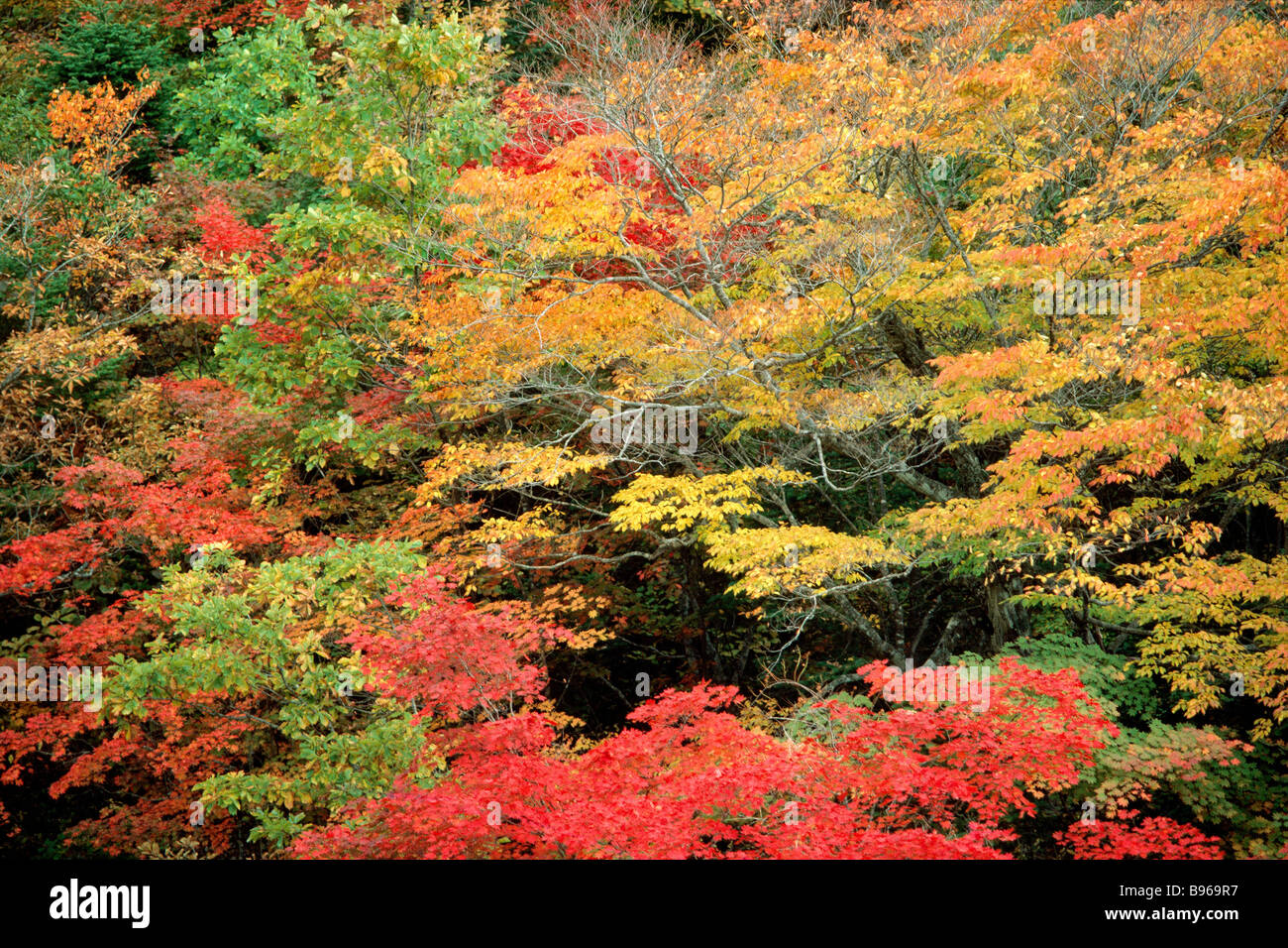 South Korea, Gangwon Province, Soraksan national park, maple trees in autumn Stock Photo