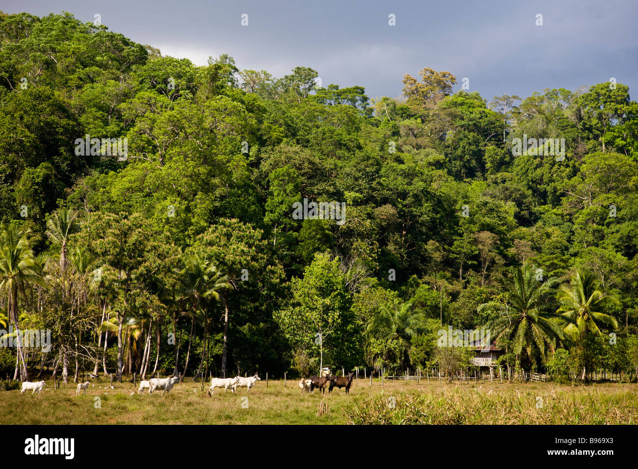Green valley with cattle grazing in the Osa Peninsula, Costa Rica Stock ...