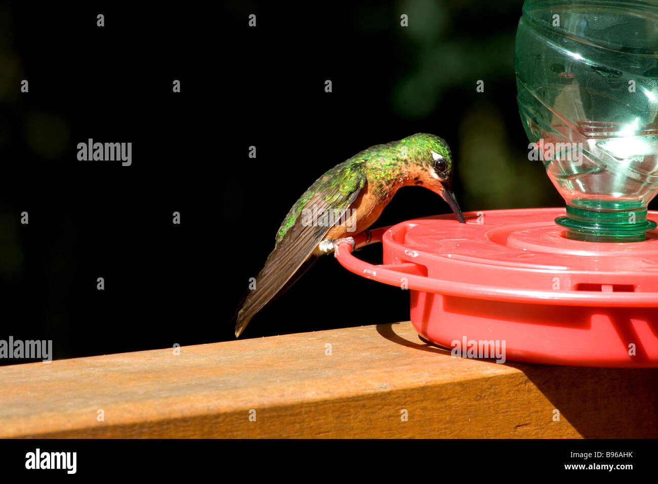 Hummingbird Drinking Nectar Stock Photo - Alamy