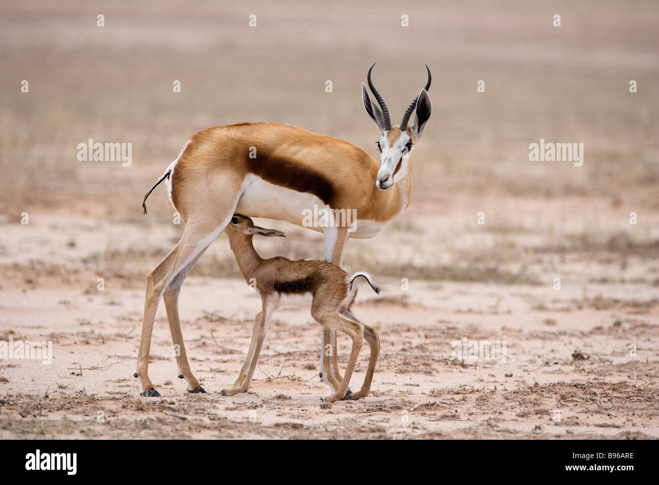 Springbok suckling newborn calf Antidorcas marsupialis Kgalagadi Transfrontier Park South Africa Stock Photo