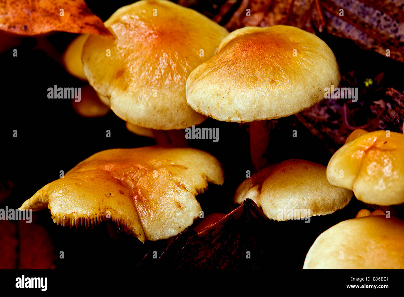 Wild mushrooms in Washington State Rasar State Park along the Skagit River, near North Cascades National Park. Stock Photo