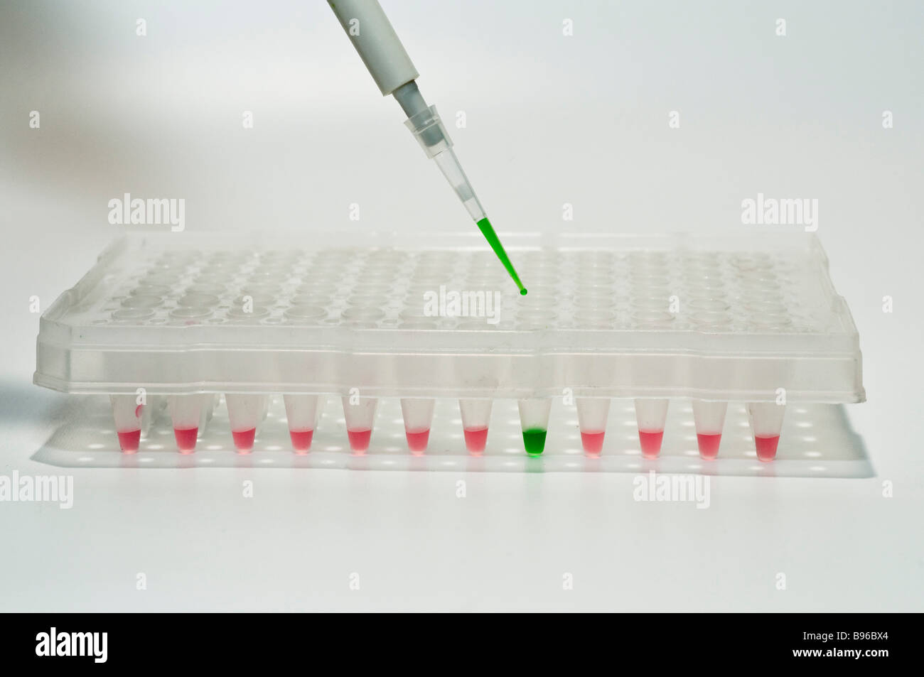 Enzyme Linked Immunosorbent Assay ELISA in a 96 well plate Stock Photo
