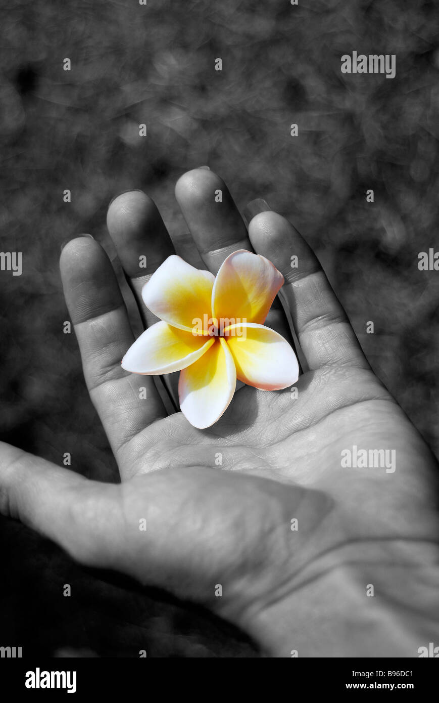 Fragrant Frangipani Flower Stock Photo Alamy