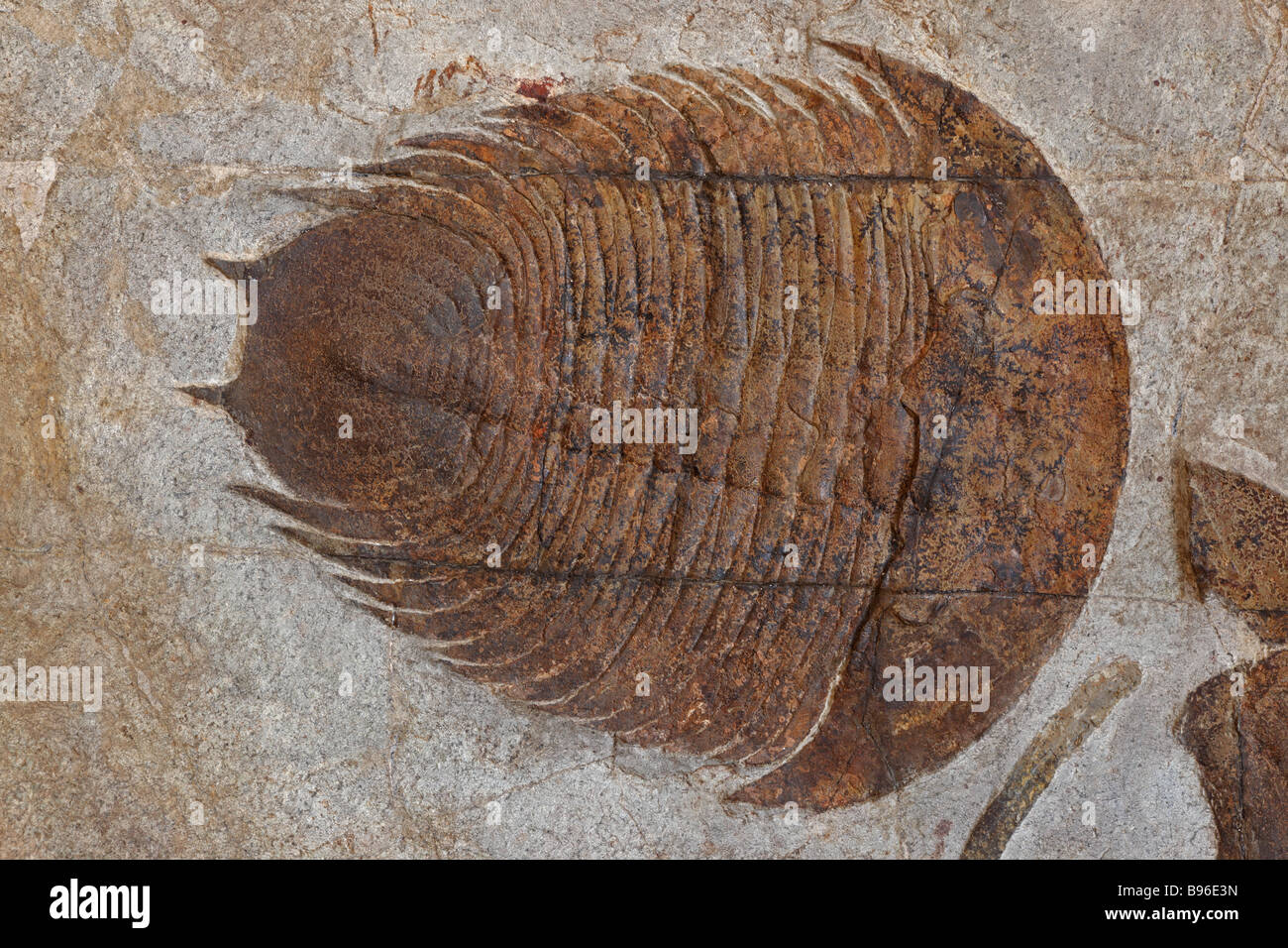 Trilobite, species and location unknown, ancient fossil marine invertebrate Stock Photo Alamy